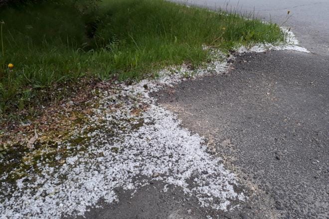 Haapa on kukkinut runsaasti myös Alajärvellä. Kuva: Sari Heinilä.