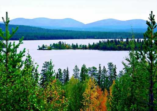 Pallastunturin paljakoilla punaväri on tänä vuonna vähissä, kun mustikanvarvut ei ole parhaassa syysasussaan.