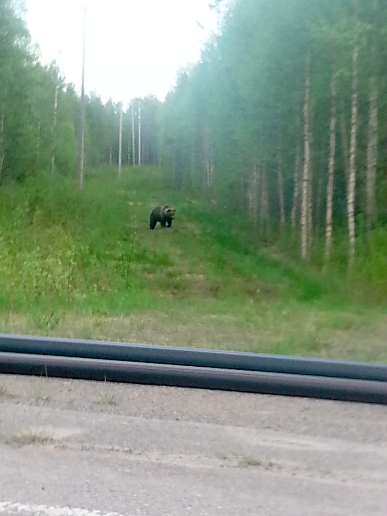 Autolla ajanut Sami Karvonen kohtasi keskiviikkoiltana karhun Savalojalla Ruukintiellä. Karvonen peruutti tietä pitkin kirkonkylää kohden juosseen karhun rinnalla ja onnistui saamaan siitä kuva, kun karhu palasi metsään.