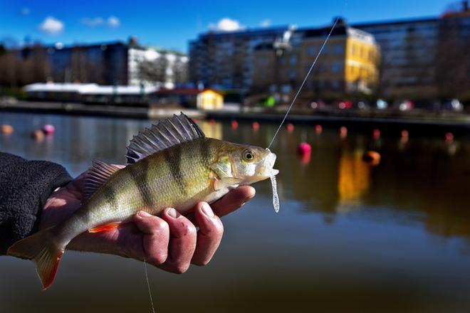 "Kiellolle on painavat syyt" – Järeä toimenpide yhden kalalajin puolesta alkoi Vaasassa tänään
