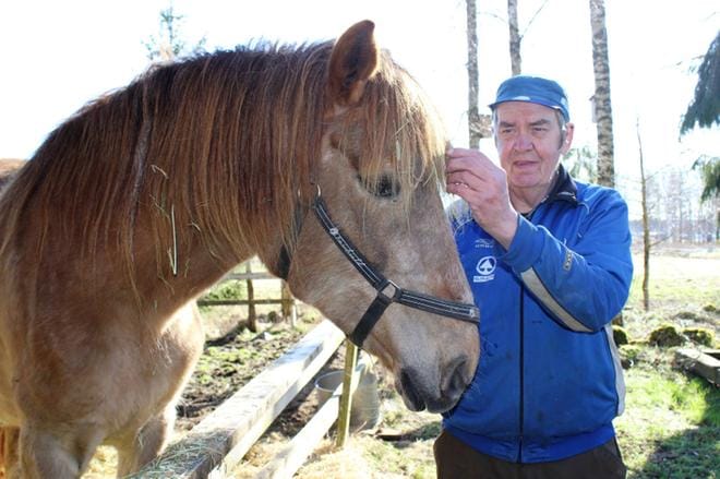 Pentti Haaranoja on ollut kolmisenkymmentä vuotta paikallispolitiikassa Karijoella. - Tuona aikana ei kunnassa ole käyty yt-neuvotteluja ennen kuin nyt, kertoi Haaranoja, joka poimi heiniä 23-vuotiaasta suomenhevosestaan Typystä. KUVA: MINNA ZILLIACUS