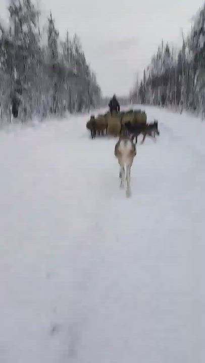 Orvokki poro lammaspaimenena