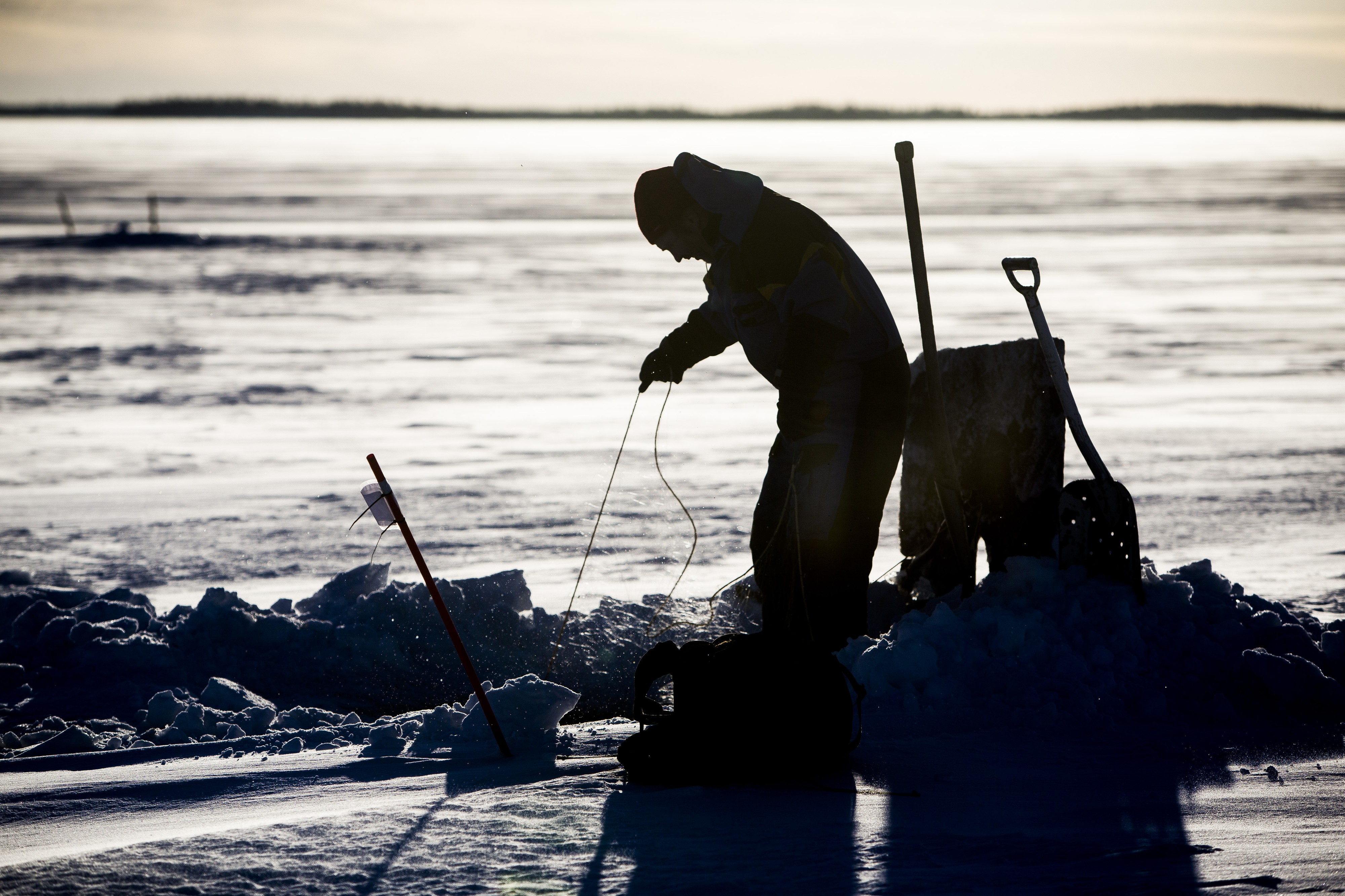 Markku Buckmanilla ja hänen kaverillaan ei ole ollut tänä talvena yhtään verkkoreissua, etteikö saaliina olisi ollut sairas lohta. Pahimpana päivänä on tullut 11 homeen peittämää kalaa. Toimitus kävi verkoilla mukana katsomassa, vieläkö sairaita lohia riittää.
