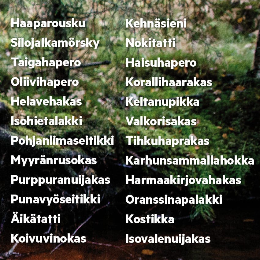 Listassa mainitut sienet kuuluvat niihin, jotka on ilmoitettu tekeillä olevaan Sieniatlakseen Rovaniemen Hautapäänojalta.