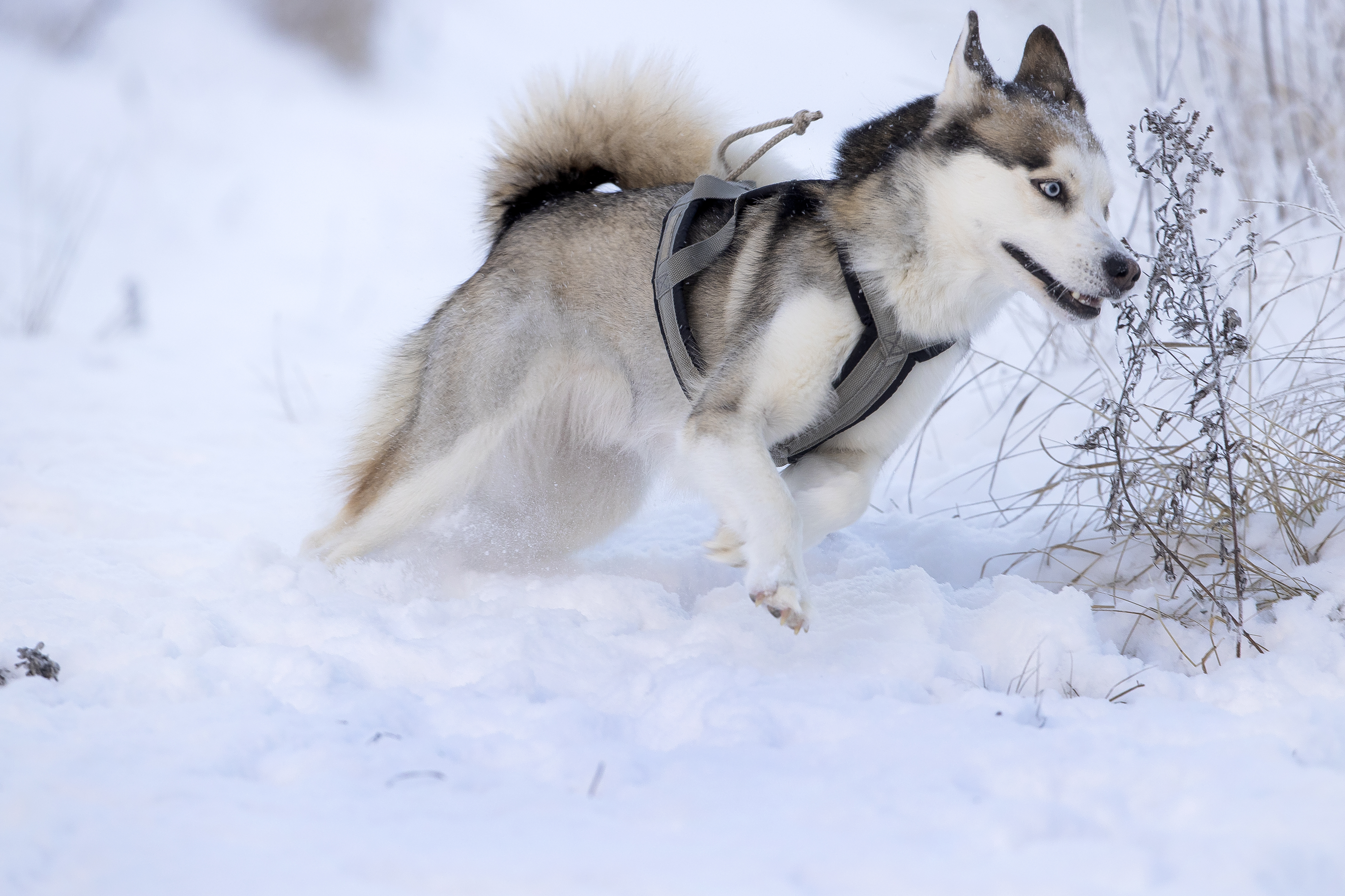 Raahessa koirilla on tilaa ja vapautta olla.