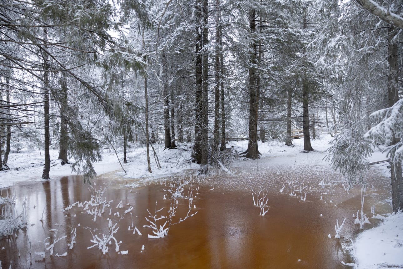 Kiiminkijoen vesi on ruskeaa, sen voi päätellä tulvan tekemistä lammikoista.