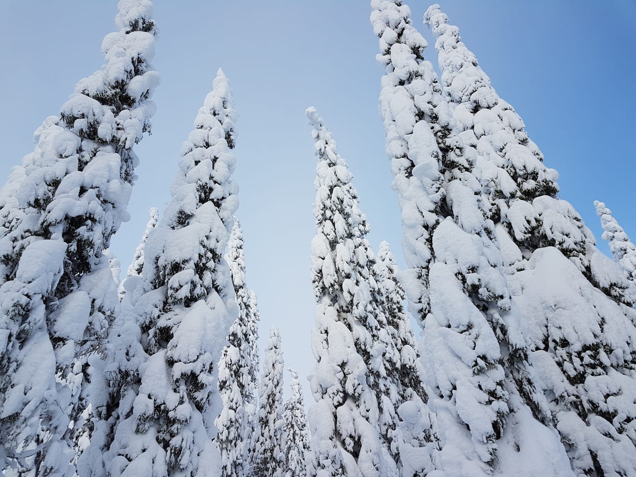 Tykkylumi voi aiheuttaa metsässä liikkujalle vaaratilanteita.