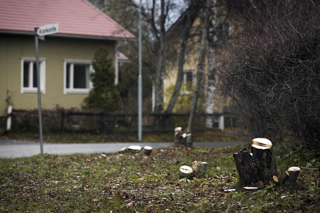 Uudet pihlajat istutetaan kaadettujen tilalle ensi kesänä.