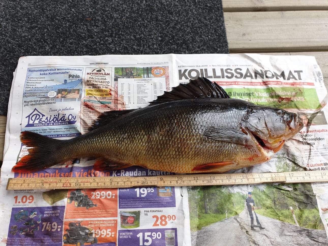 Suvi Välijärvi osallistuu Koillissanomien Kalakisaan nappaamallaan ahvenella. Printtilehti riittää juuri ja juuri suojaamaan pöytää tältä järkäleeltä.