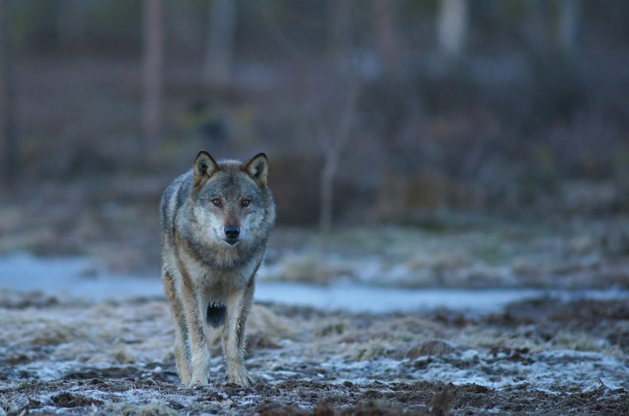 Susi synnyttää muiden tunteiden ohella vihaa. Se puolestaan johtaa yhä useammin vihapuheeseen, jonka maalina ovat virkamiehet, tutkijat, riista-alan työntekijät tai vapaaehtoiset.