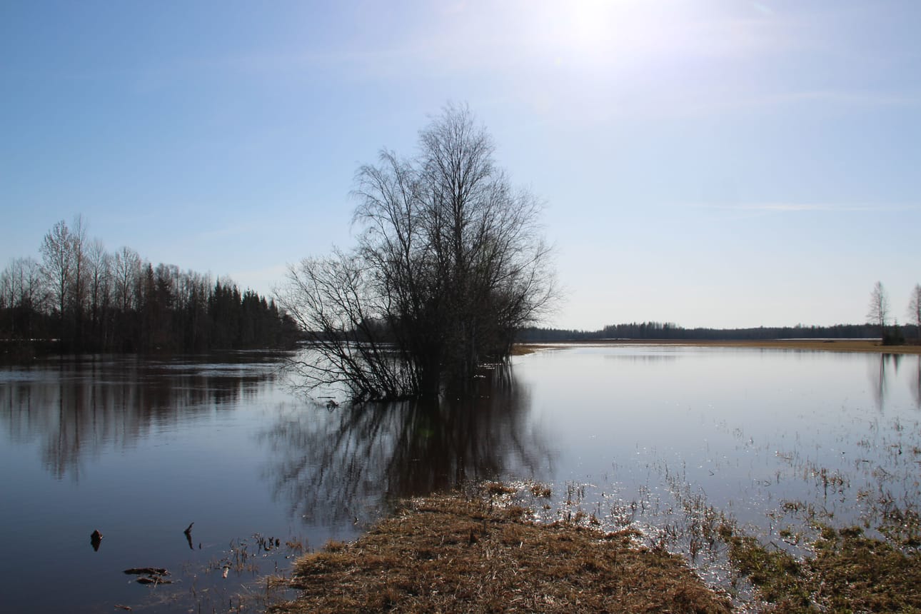 Siikajoen vesistöalueella säästytään tänä vuonna kevättulvalta. Alkuviikosta Siikajoki levitti vetensä alavalle pellolle Kestilän taajamassa. Jokiuoma on kuvassa keskellä olevan risukon vasemmalla puolen.