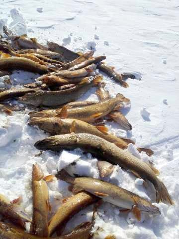 Uljuan tekojärvessä rysään kuolleiden kalojen kohtaloksi on varmistunut hapenpuute. Ely-keskus on pienentänyt juoksutusta ja varoittaa Siikajoen vanhaan uomaan ensi viikolla alkavista ohijuoksutuksista. Kuva kalastajalta