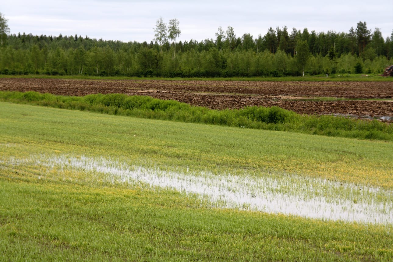 Näkymä on lohduton pitkin Siikajokivartta, kun pellot, joille on voitu kylvää kellastuvat runsaiden sateiden vuoksi ja toisille lohkoille ei ole vielä edes päästy märkyyden vuoksi kylvämään. Kylvötöihin ehtii vielä, mutta tuet saadakseen muutoksista on sovittava maaseutuelinkeinoviranomaisen kanssa. Kuva: Sari Junnonaho