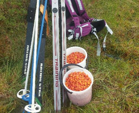 Sukset ovat olleet oiva menopeli hillareissulla tänä kesänä.