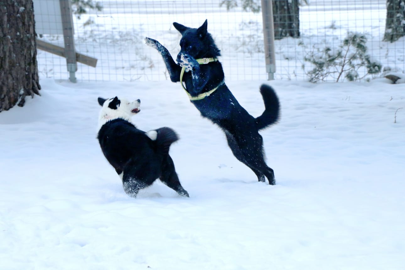 Kiinnipitoaikana koiraa saa pitää vapaana suljetuilla piha-alueilla ja koirapuistoissa.