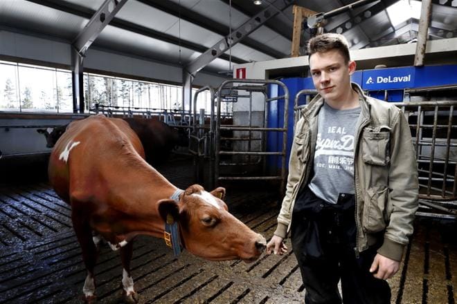 Jack Lane on hoitanut Nevanreunan maitotilalla Ilvesjoella eläimiä, vaikka hänen intohimonsa maataloudessa kohdistuu työkoneisiin. Hän odottaa pääsyä käyttämään isoja koneita Englannin kumpuileville pelloille. KUVAT: JOUKO HÄNNINEN