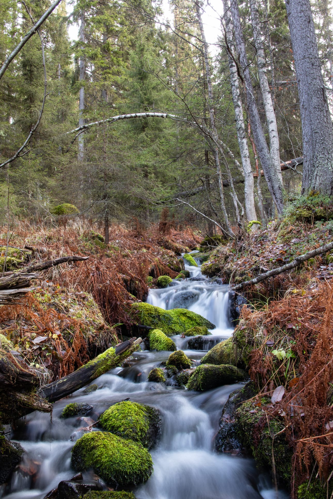 Taikametsässä Rukalla.