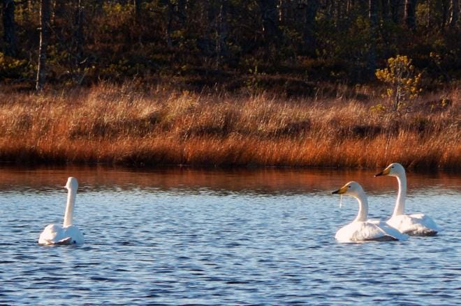Kackurmossen on tärkeä levähdys- ja ruokailupaikka muuttolinnuille. Kuvat: Jarmo Vacklin