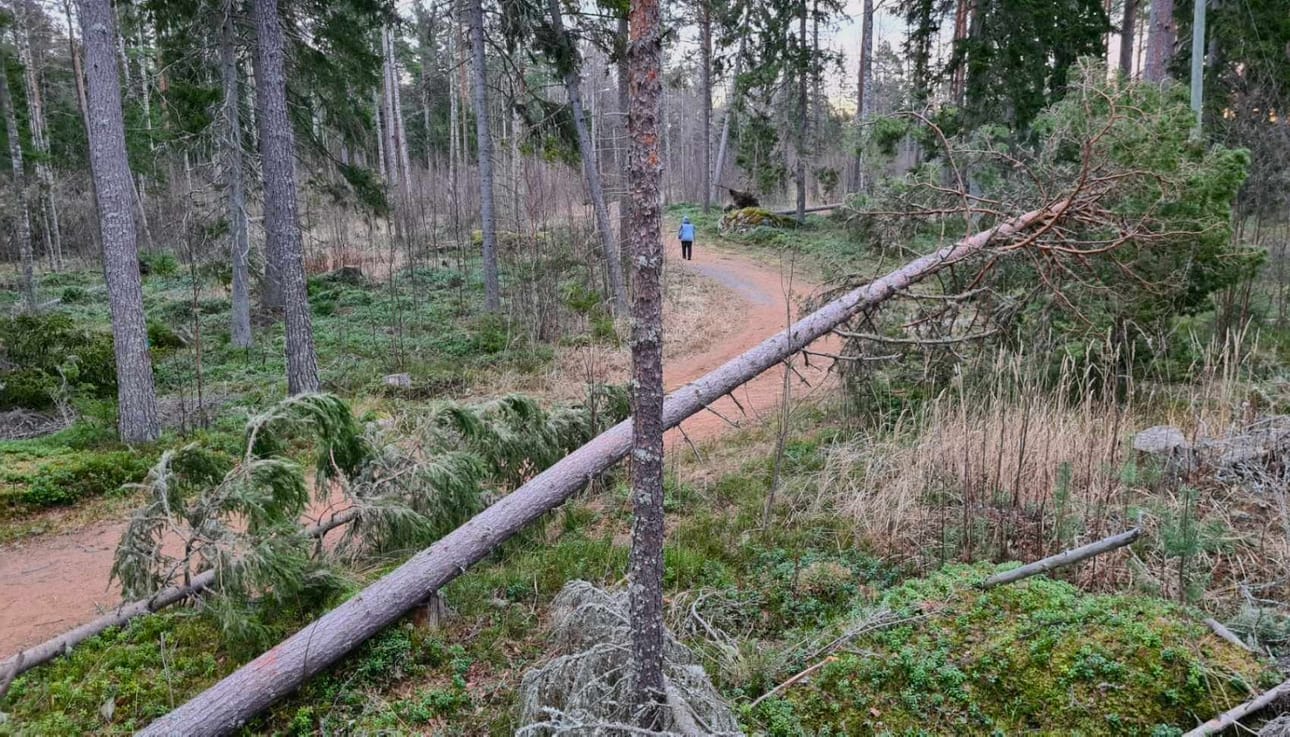 Kristiinassa Leppäsalmen pururadalla oli runsaasti kaatuneita puita sunnuntaina.