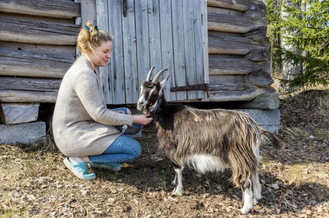 Matkailualan 4H-yrittäjä Suvi Osalan suomenvuohi Bertta on noin vuoden ikäinen. KUVA: AARRE LÖYTÖMÄKI