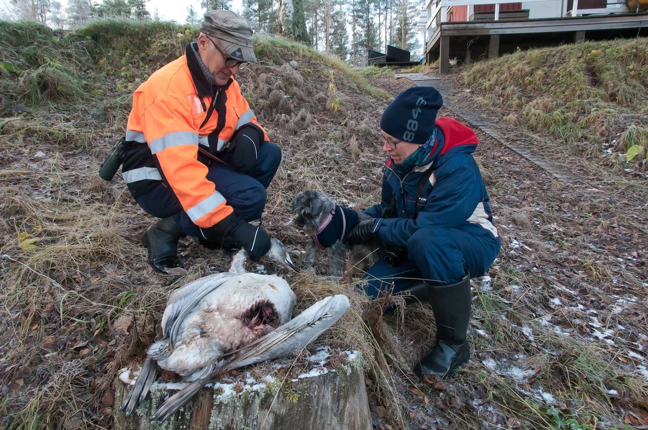 Joutsenta tutkivat Jorma Ylikorkala ja Liisa Sova Hilla-koiransa kanssa.