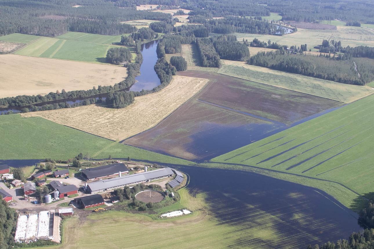 Siikajoen vesistöalueella jokiuomien virtaama on ollut viime päivinä suurempi kuin yleensä elokuussa. Vettä oli pelloilla Paavolassa lauantaina.