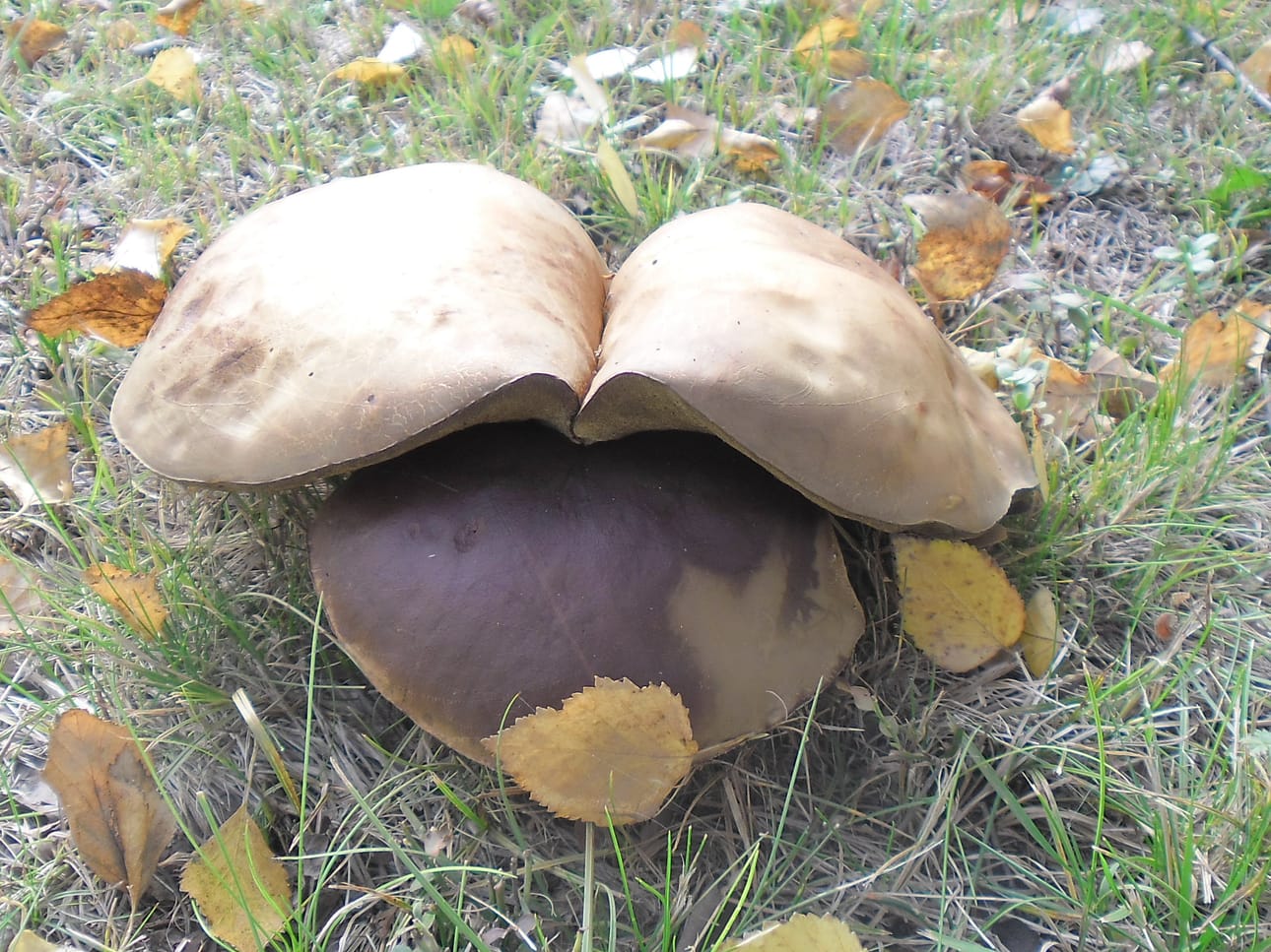 Luontokin tietää, koulut alkaa.