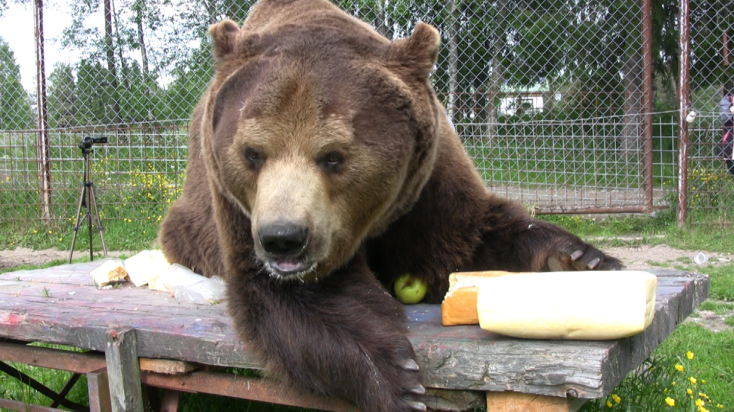&rdquo;Hus, tämä on minun juusto&rdquo;, voi tulkita karhun tarkoittavan.