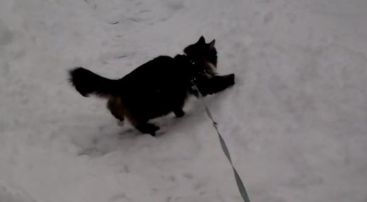 Minni-kissan pikaulkoilu pakkasessa