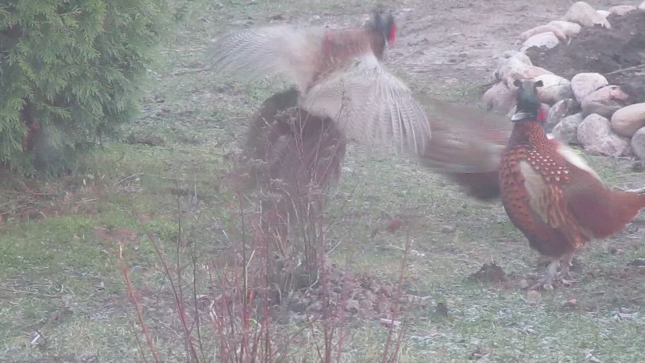 Faasaanien kukkotappelu