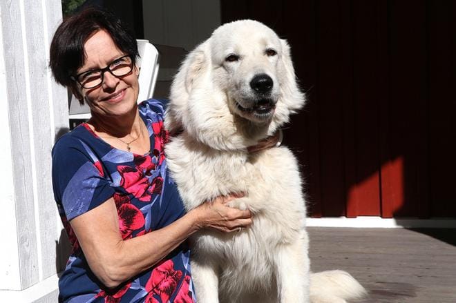 Kolmivuotias Sissi on yksi Aino Kanervikkoaho-Katajan viidestä maremmano-abruzzesesta. Niiden kanssa puuhaa riittää eläkepäivilläkin. KUVA: SAILA COLLANDER
