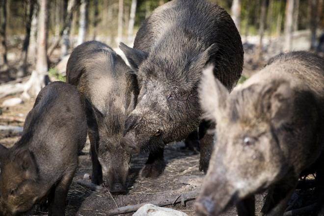 Villisikojen metsästysaikaa on pidennetty. KUVA: JOONAS SALLI