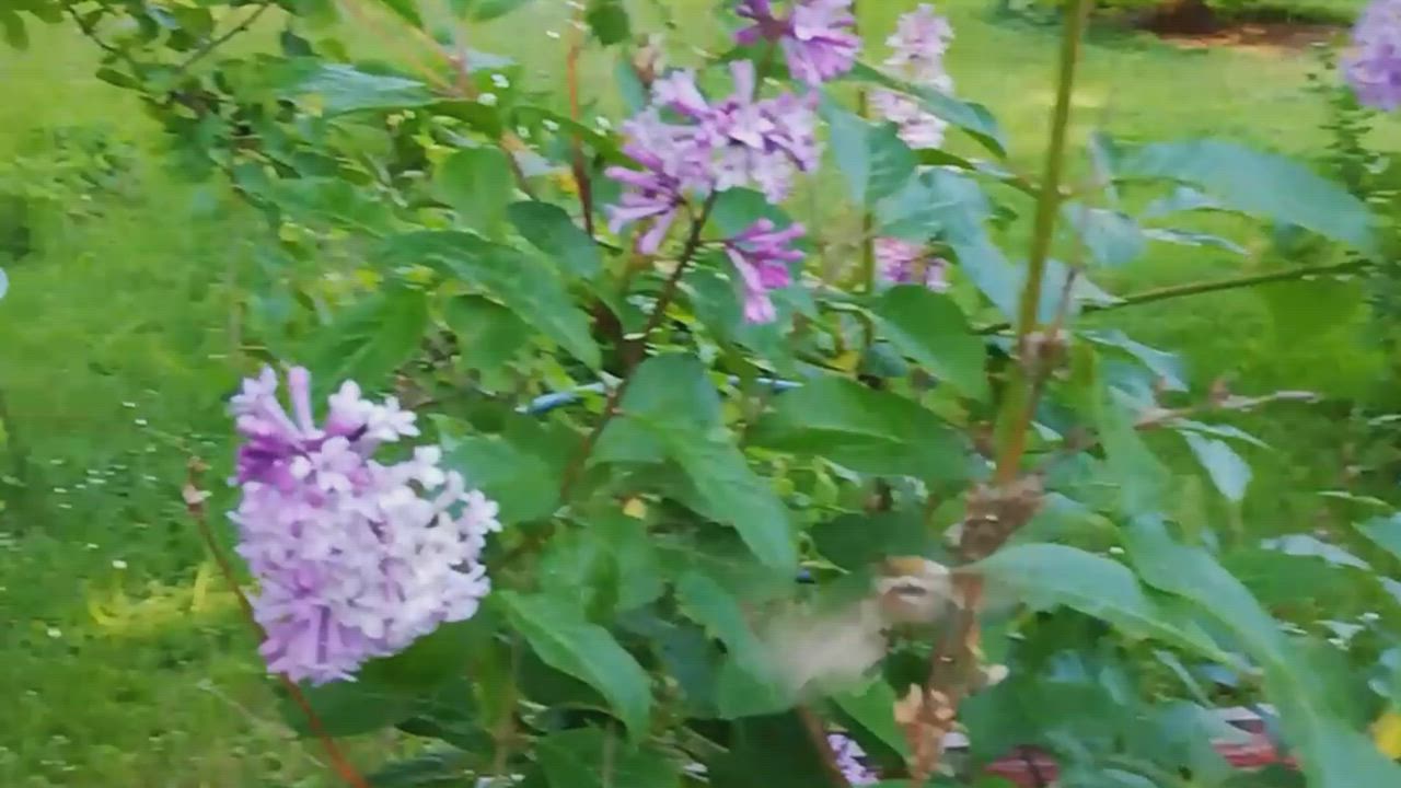 Matarakiitäjä Kellon Kiviniemessä