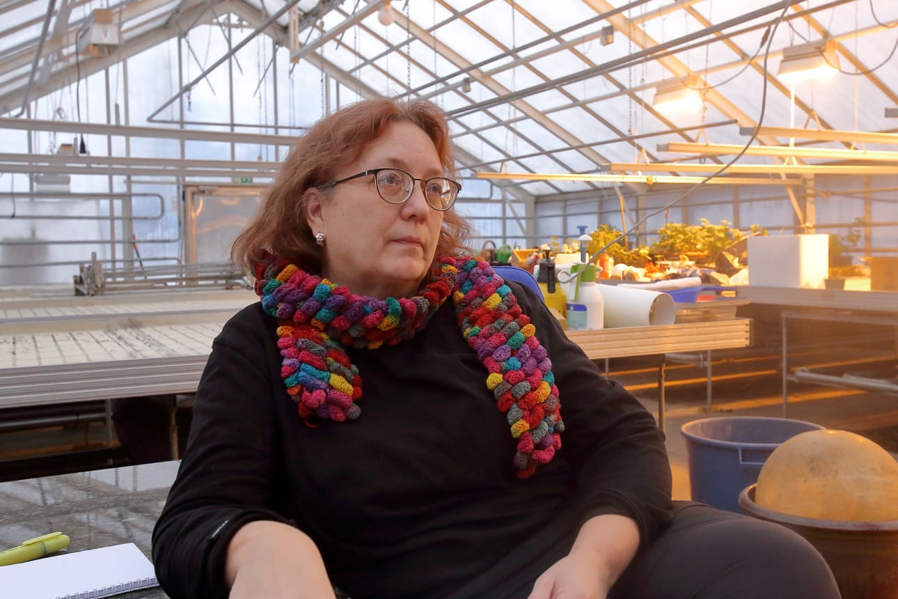 – Olen käsitellyt kasvihuoneesta luopumista hyvissä ajoin. Ensin tunsin surua, mutta nyt ajattelen, että näin oli parempi, sanoo puutarhuri Seija Takalo. Hänen työnsä jatkuu Pitkänkarin koulun tiloissa.
