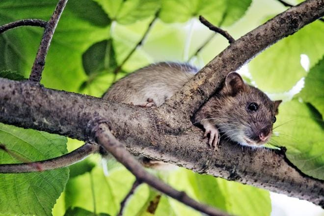 Kutsumattomat rottavieraat aiheuttavat päänvaivaa asuintonteilla. ARKISTOKUVA: JORI LIIMATAINEN