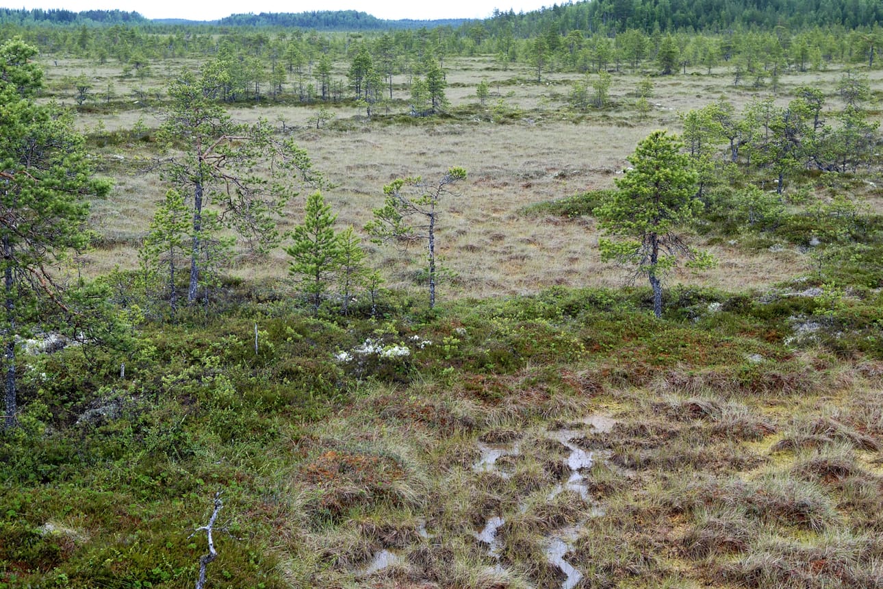 Karvasuon suojelu varmistaa elinmahdollisuudet monille kasveille ja eläimille.