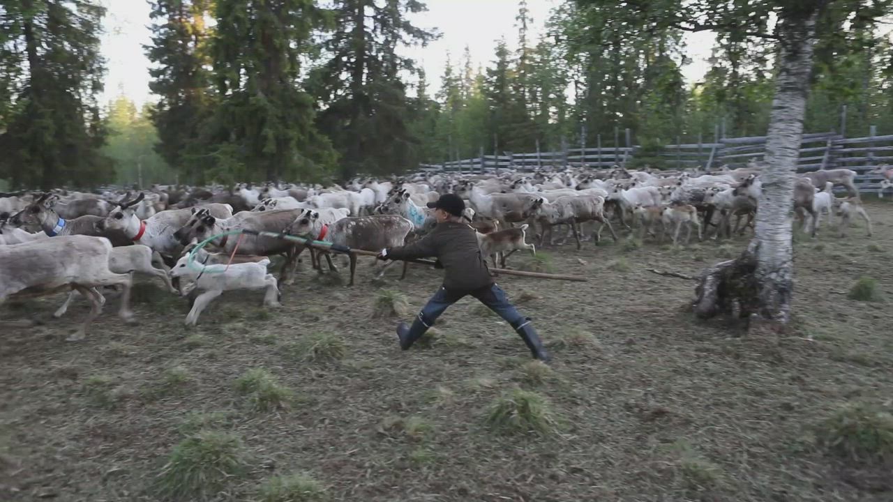 Vasanleikko Sodankylän Pomokairassa