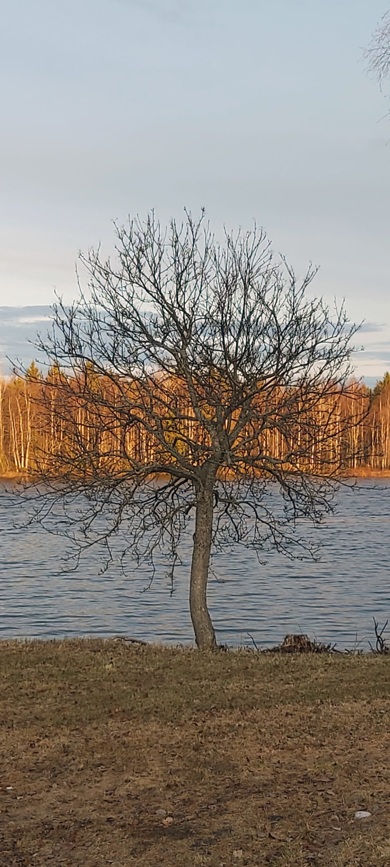 Tulvakuvaa ilta-auringossa Livojoella 17.5.2020. Puu odottaa vielä kesäasuaan.
