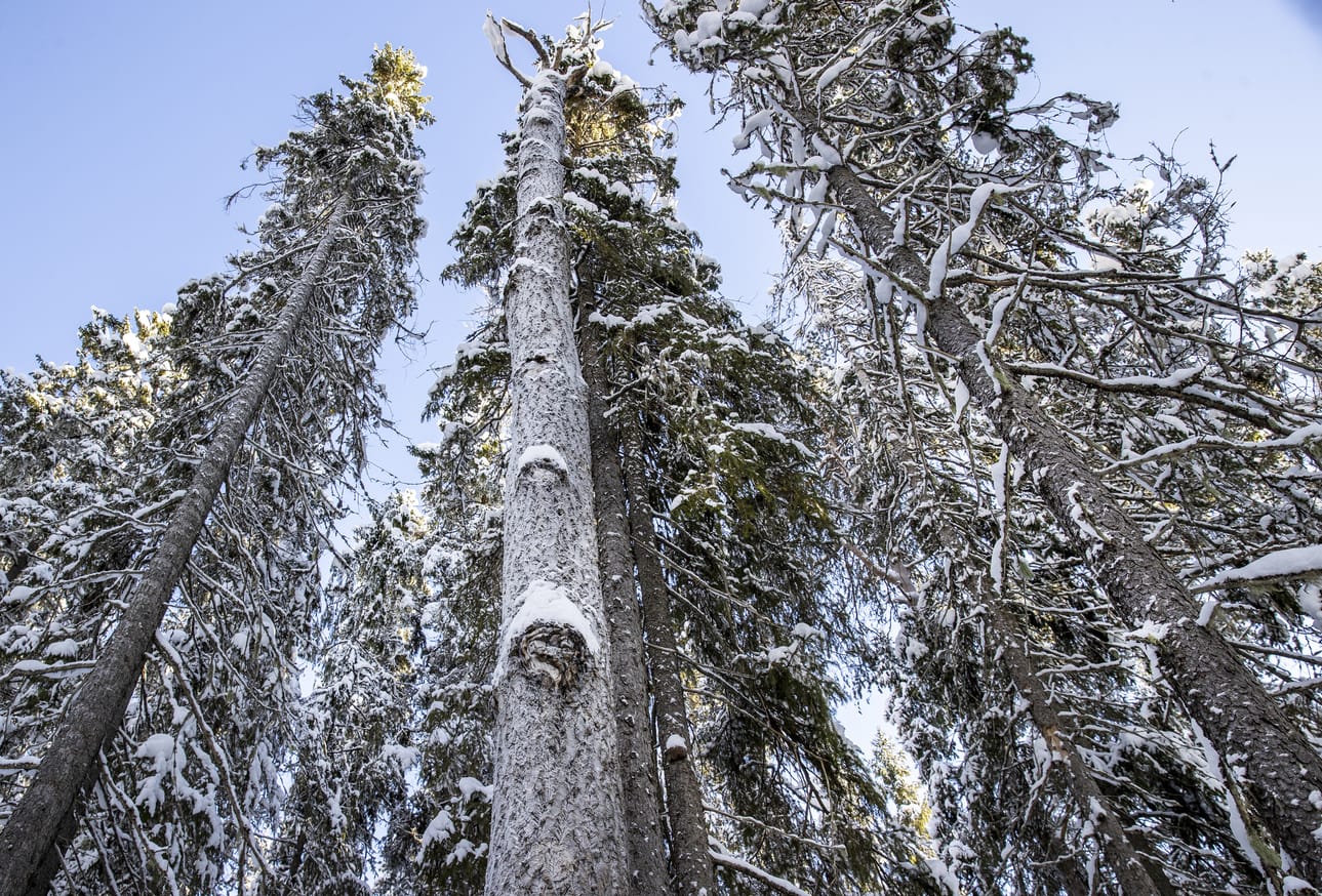 YK:n biodiversiteettisopimuksen osapuolikokouksessa neuvoteltiin meri- ja maa-alueiden suojelun lisäämisestä. Kuva Oulun Sanginjoen suojelualueelta.