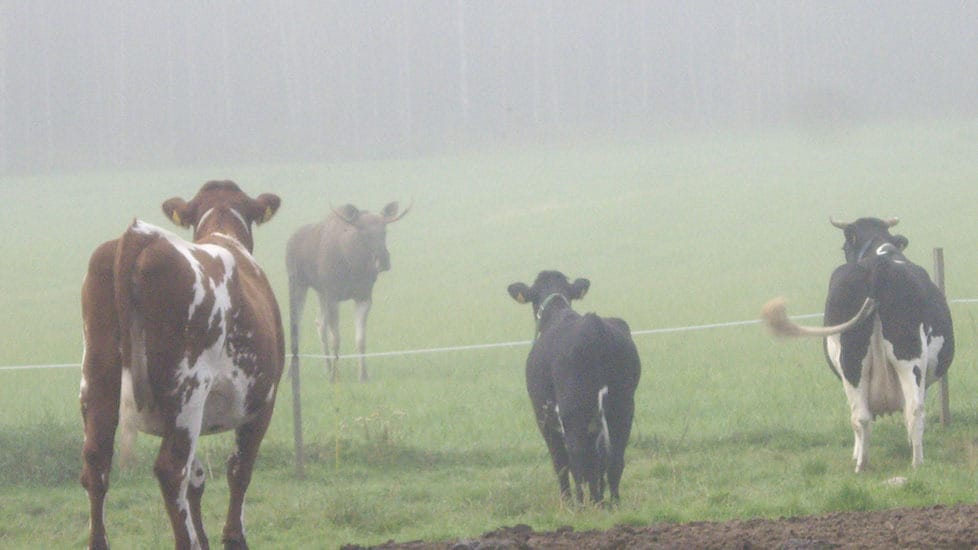 Peloton hirvisonni olisi niin mielellään tullut hiehojen luokse Ristijärvellä.