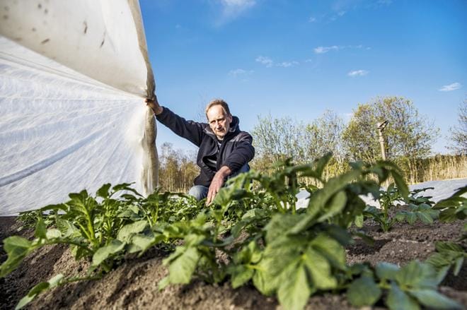 Eero Saarinen tarkasti vapunaattona perunapellollaan tilanteen harsojen alla. Kasvu on hyvässä vauhdissa, vaikka huhti-toukokuun taitteessa on ollut hallaöitä. KUVA: Eero Saarikoski