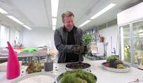 Näin tehdään kokedama