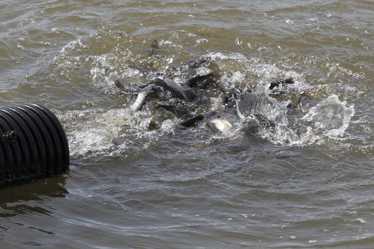 Nykyään istutuksissa suositaan lajeja, joita löytyy Suomen vesistöistä luonnostaan.