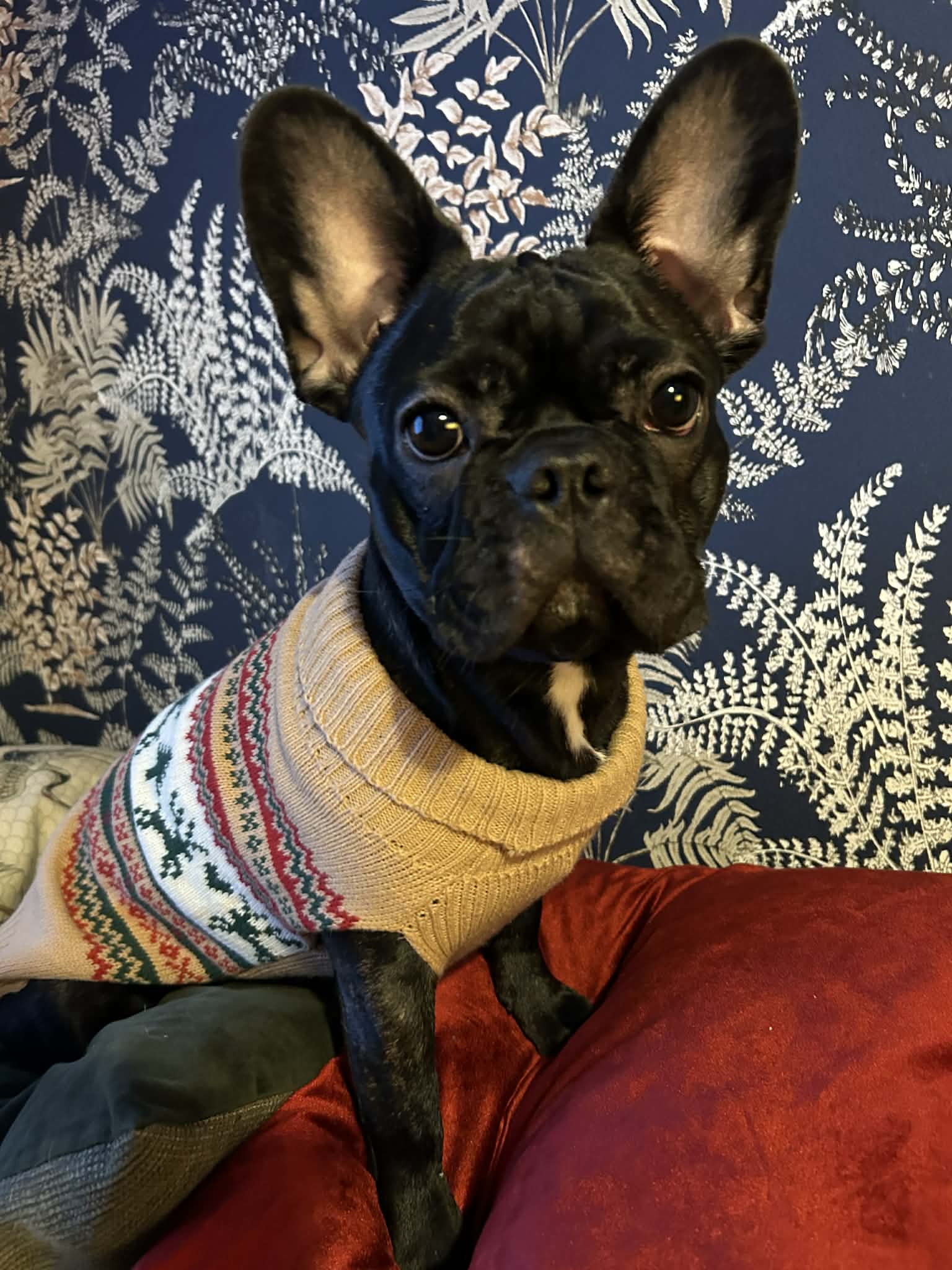 Ranskanbulldoggi Lola pääsee silloin tällöin omistajansa Tiitta Pollarin mukaan töihin. Pollari työskentelee sairaanhoitajana ja kertoo, että Lola on toiminut töissä erityisohjaajan hommissa.