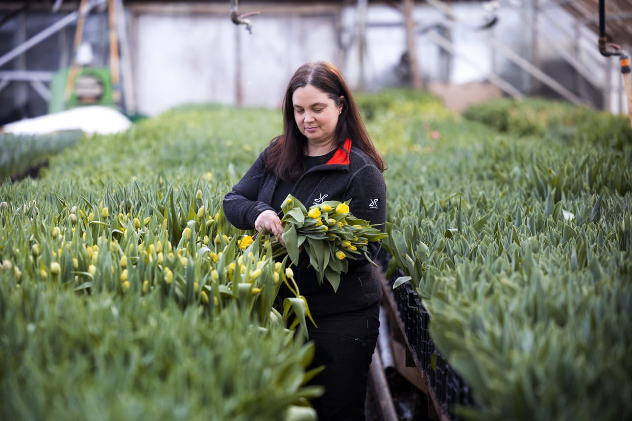 Anna-Lena Ström leikkaa tulppaaneja lähetettäväksi kauppoihin.