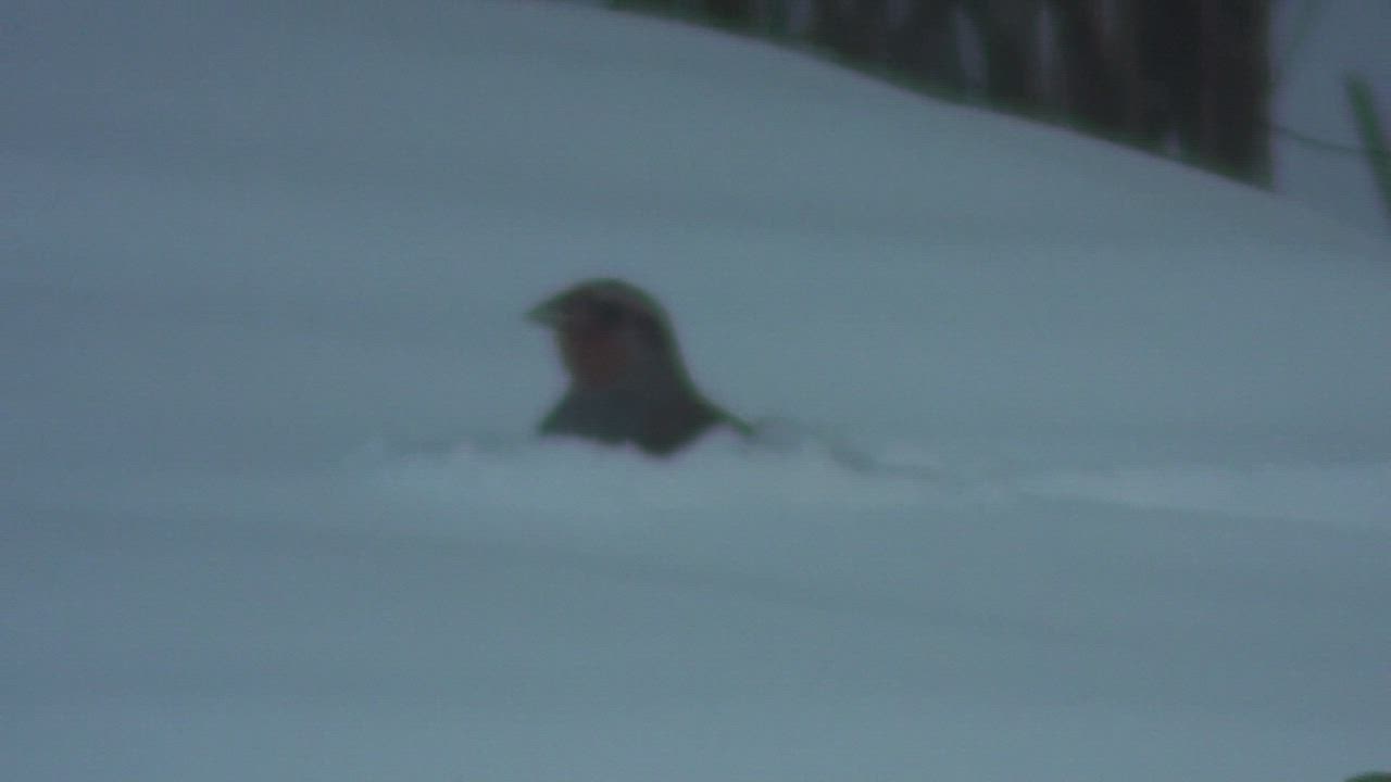 Peltopyitä vilisee Tyrnävällä