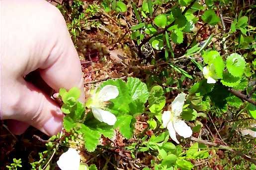 Valkea kukka. Hilla kukkii sen verran etuajassa, että hillakuumeen voi odottaa nousevan jo heinäkuun puolivälin jälkeen.