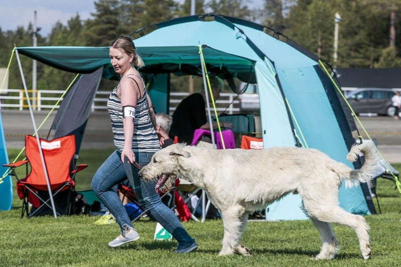 Torniolainen Emma Kurttio-Ylirousu käytti irlanninsusikoiraansa Kaunoa eli Riverwolf Johnny Cashia juniorikehässä.