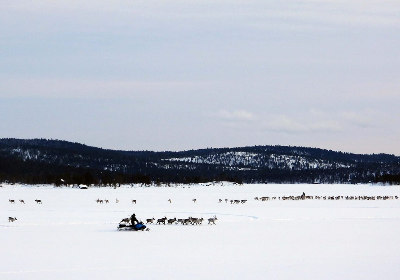 Lumen alla voi olla ohuemmin jäätä kuin viime vuonna ja vettä jään päällä. Porotokan siirto Inarin ja Ukonjärven saarista maihin kävi kuitenkin Hammastunturin poromiehiltä sutjakkaasti.