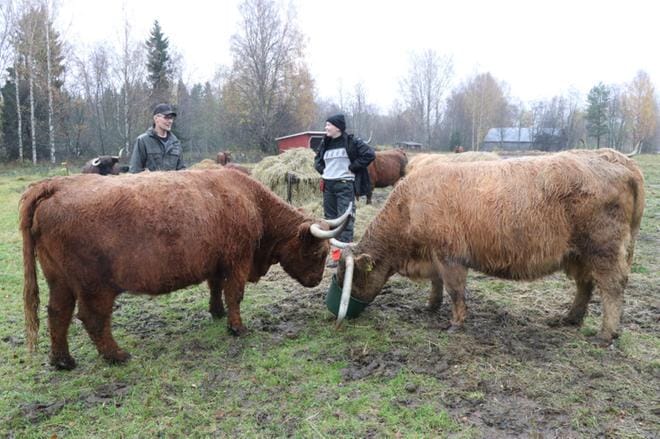 Ada Blom suorittaa opintoihin liittyää työssäoppimisjaksoa Koskenvarren highlander -tilalla. Opastajana toimii tilan isäntä Marko Viitasaari.